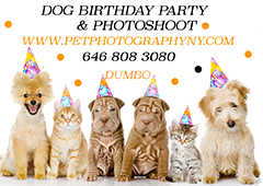 Advertisement - Pet Photography New York - http://petphotographyny.com